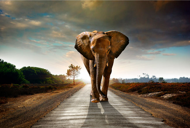 Fotomurales de vinilos elefante